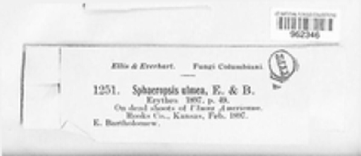 Aplosporella ulmea image